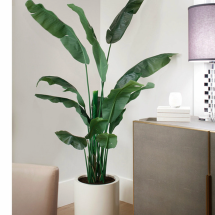 Faux Banana Leaf Tree 2.0 m (6.5 ft.)