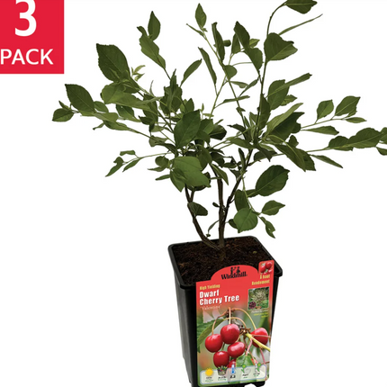 Romance Series 'Dwarf 'Hardy' Cherry Trees - 3-pack - (2.87L)