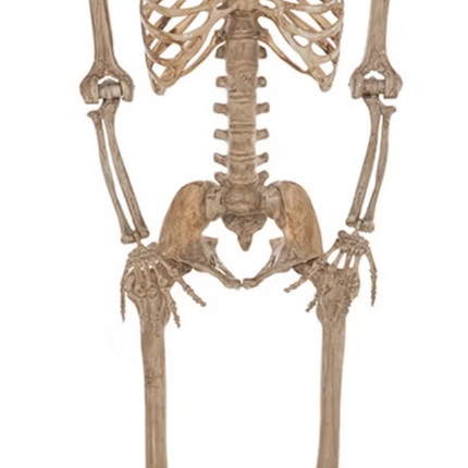 Halloween - 2 m (7ft) Poseable Skeleton